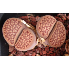 C022 - Seed